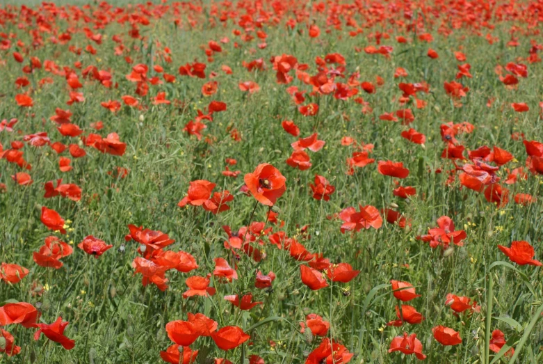 many bright red flowers in the grass together