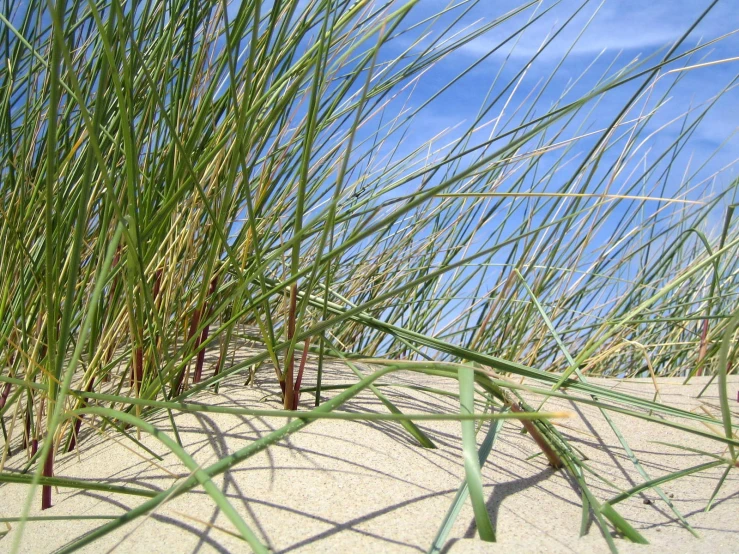 a close up view of sand and some tall grass