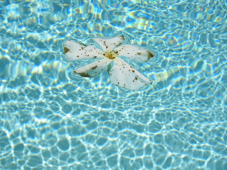 a flower floating in a pool with blue water