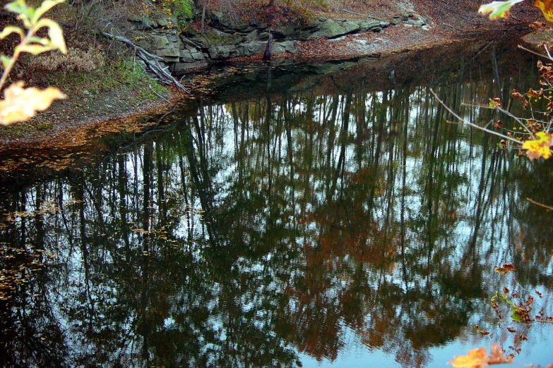 trees in the background are reflected in the still water of a stream