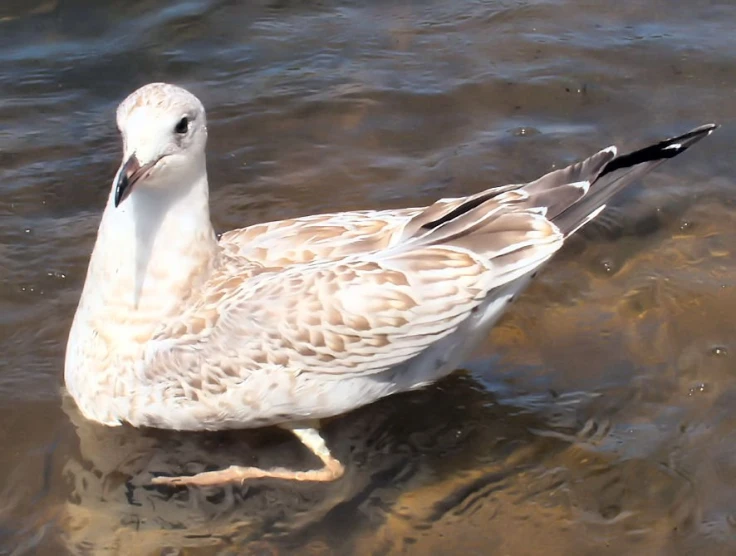 there is a white and gray bird standing in some water