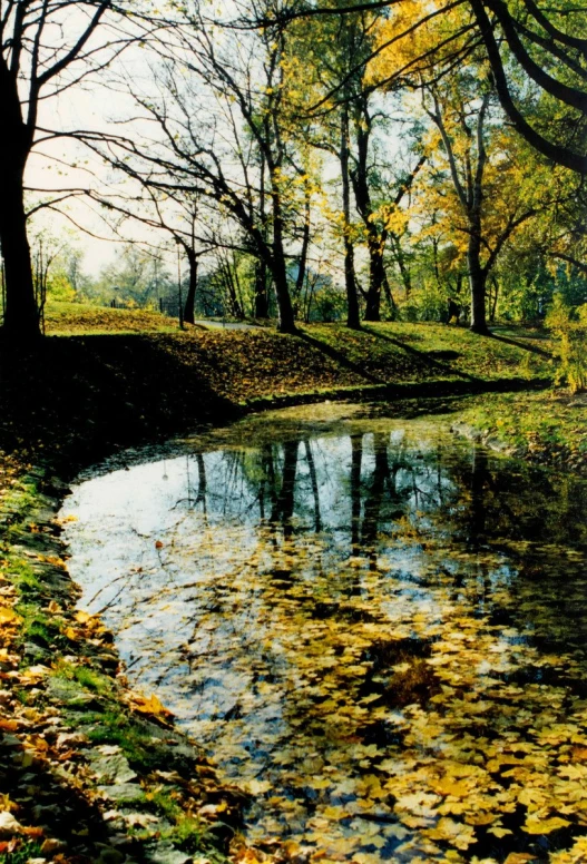 some leaves water plants grass and trees