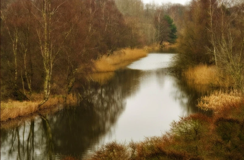 an image of a river in a forest
