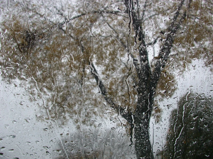 a tree with leaves stands in the snow from a window