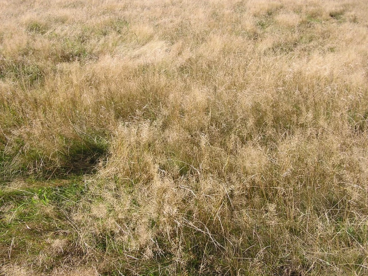 an open field with lots of tall brown grass