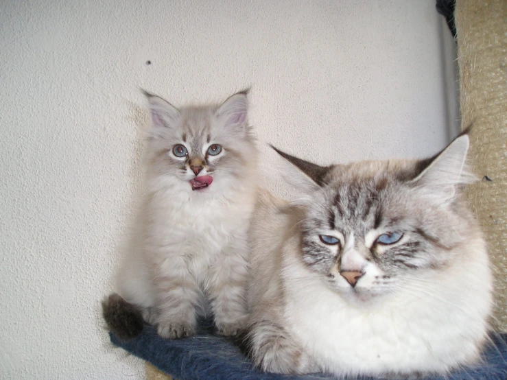 two gray cats are sitting together on a blue cushion