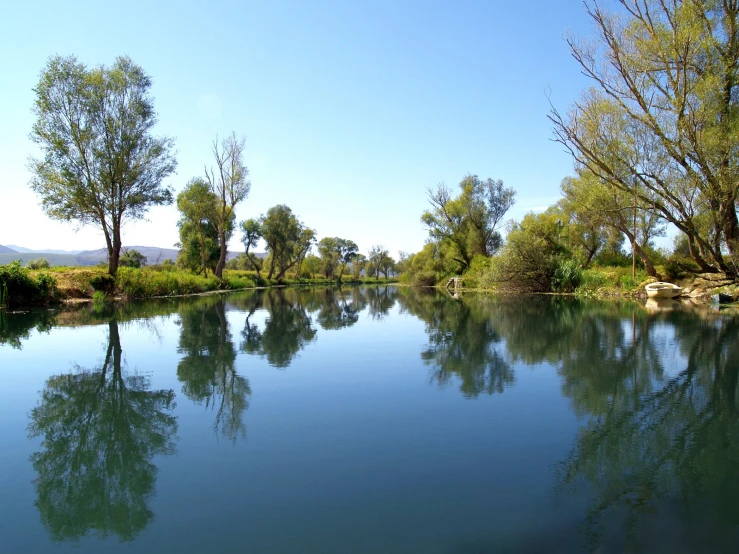 some trees are by the water and some green bushes