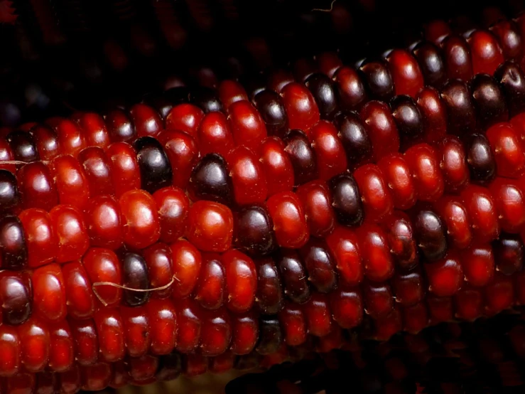 corn on the cob with red and brown colors