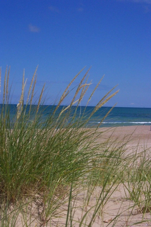 a lone bird is sitting on the beach near some tall grass