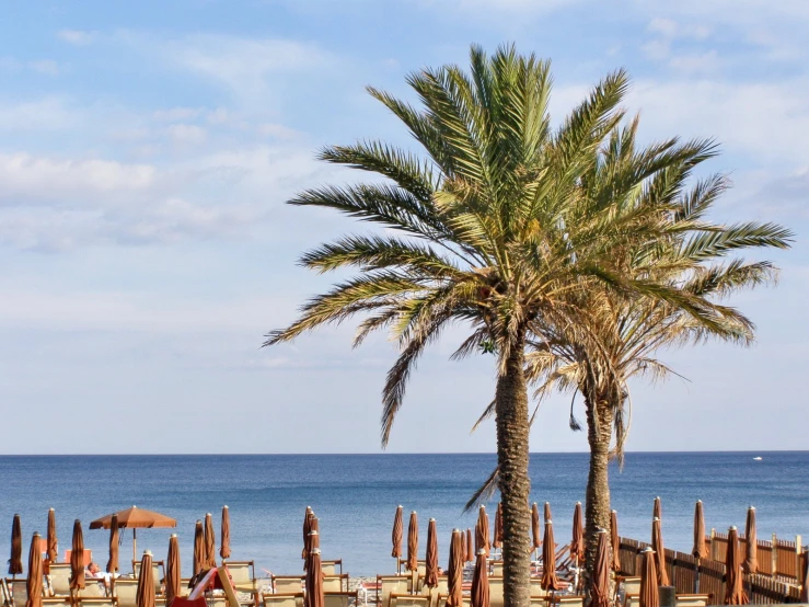 a palm tree sitting next to a sandy beach