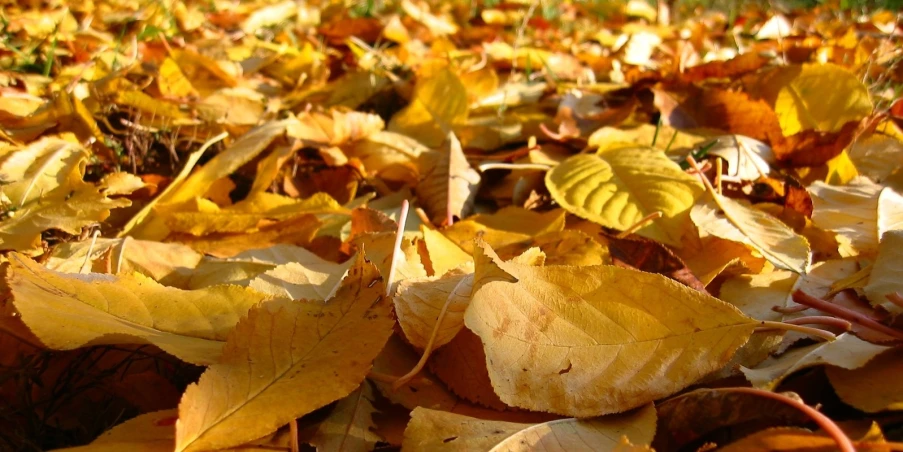 a pile of leaves in the grass with yellow