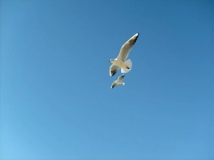 two birds flying in a clear blue sky