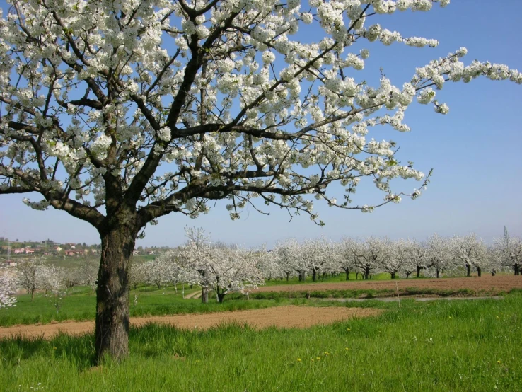 there is a large tree with white flowers next to some green grass