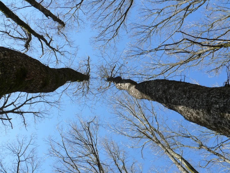 trees stand looking upward at the sky in winter