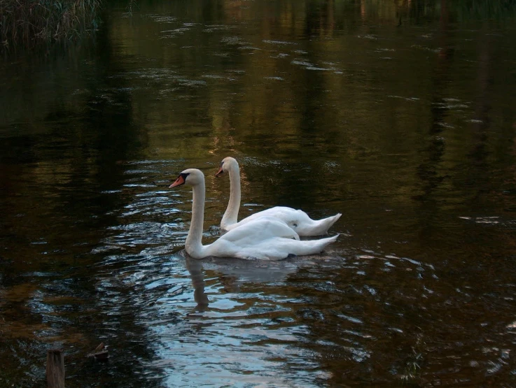 the large pair of swans are swimming in the water