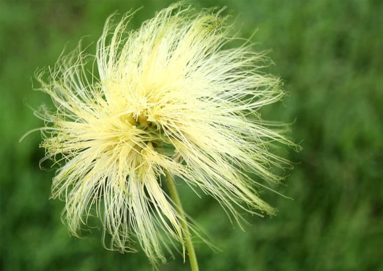 a tall yellow flower sitting in a field