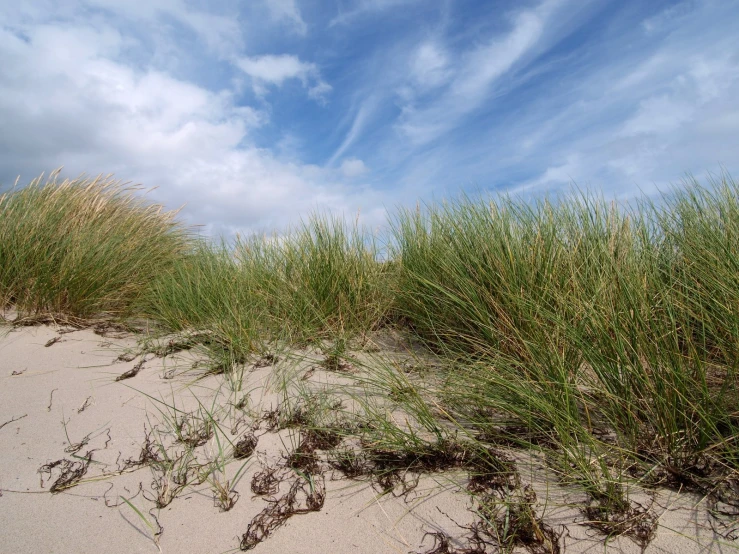 sand with sea oats growing up high in the sand