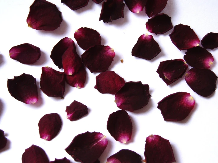 purple petals are on a white surface