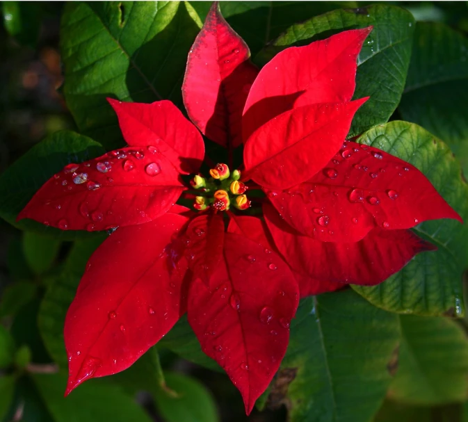 a red flower in a green leafy field