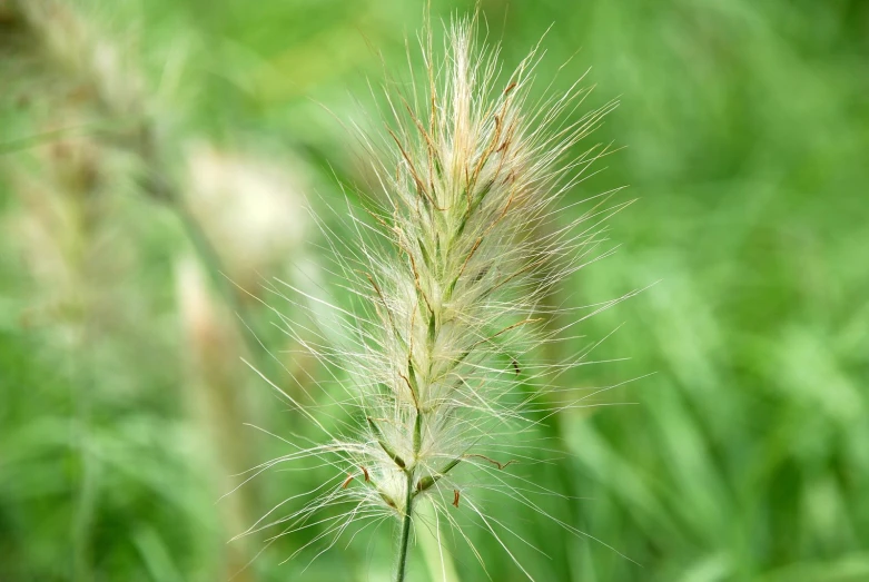 some grass has long thin spiky leaves