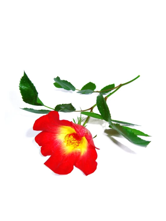 a single red rose with a yellow center