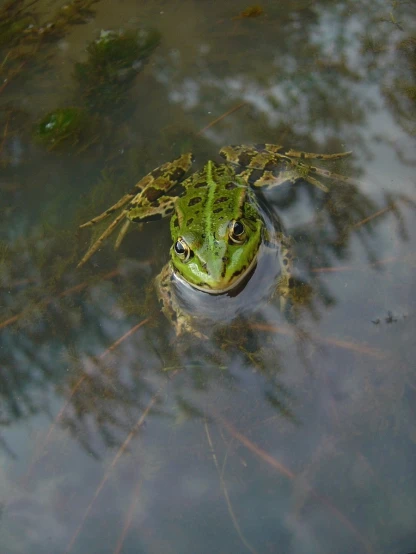 a frog sitting in the middle of a pool of water