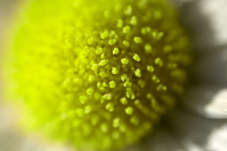 a white flower is shown with lots of green specks