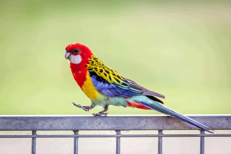 a brightly colored bird perches on the fence rail