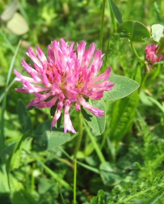 a small flower that is standing in the grass