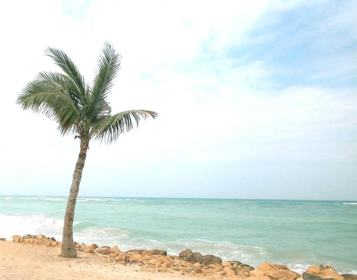 a single palm tree sits on the sandy beach