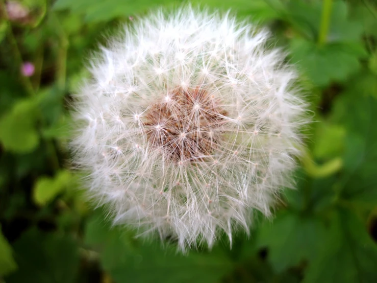 a close up po of a dandelion flower