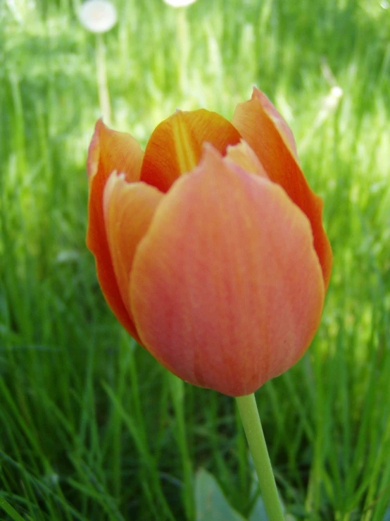 a single flower sitting in the grass