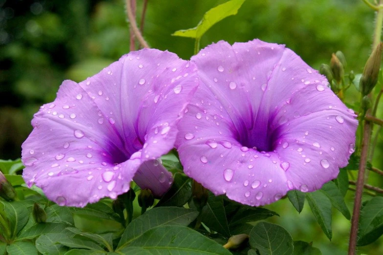 two purple flowers with rain drops all over them