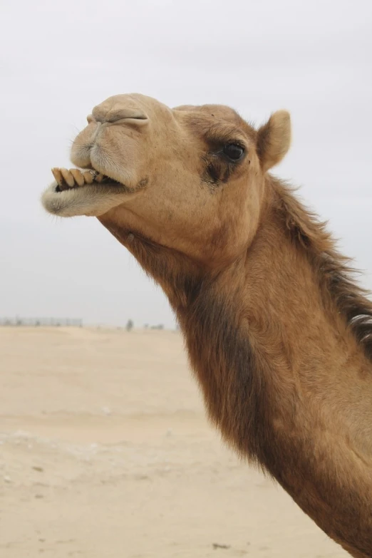 a camel has its mouth open in front of an open desert plain