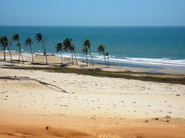 the beach is crowded with small palm trees