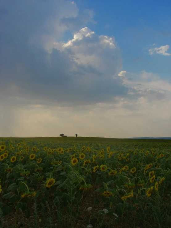 a field of sunflowers is under a cloudy sky