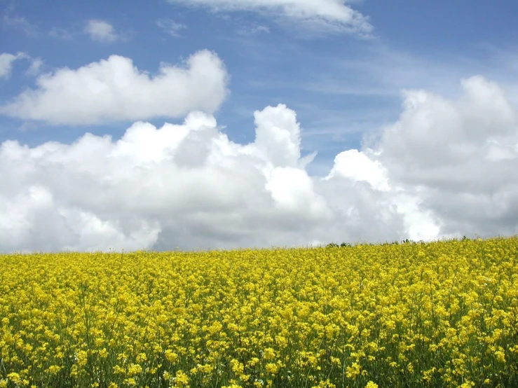 a very large field of yellow flowers in a blue sky