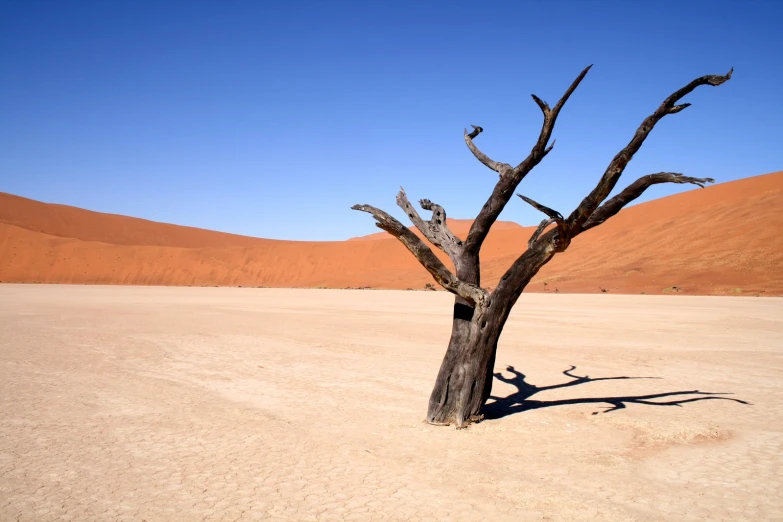 a lone tree in the middle of a desert