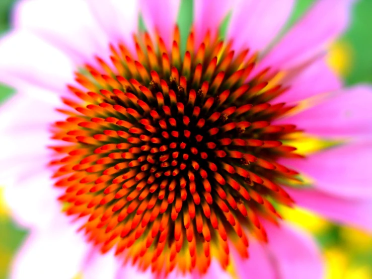 the petals of a pink and yellow flower