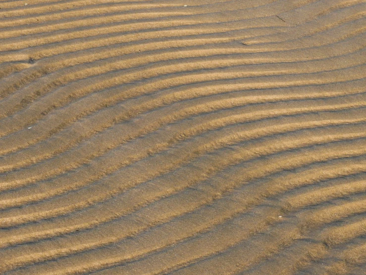 a bird walks through the sand and waves