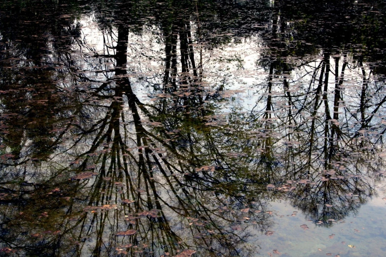 water reflecting the leaves in a pond and sky reflecting the trees