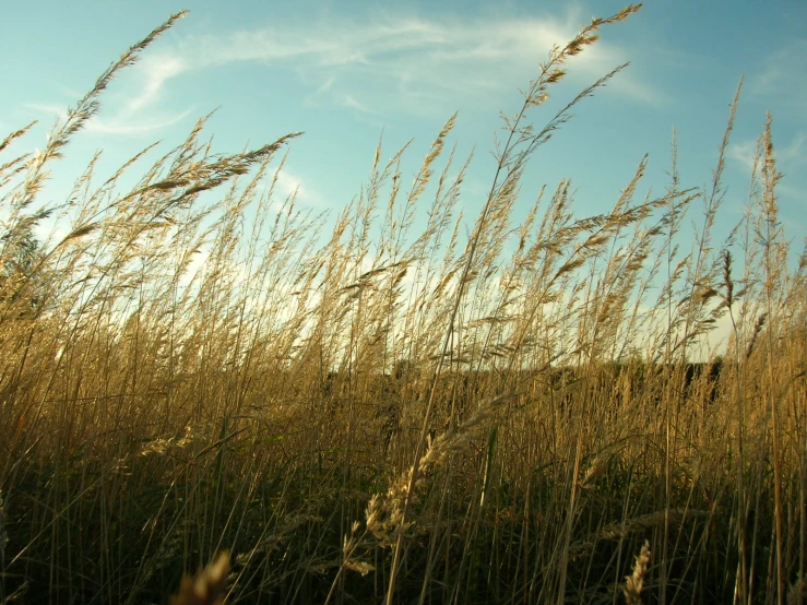 the sky is shown above a field of tall grass