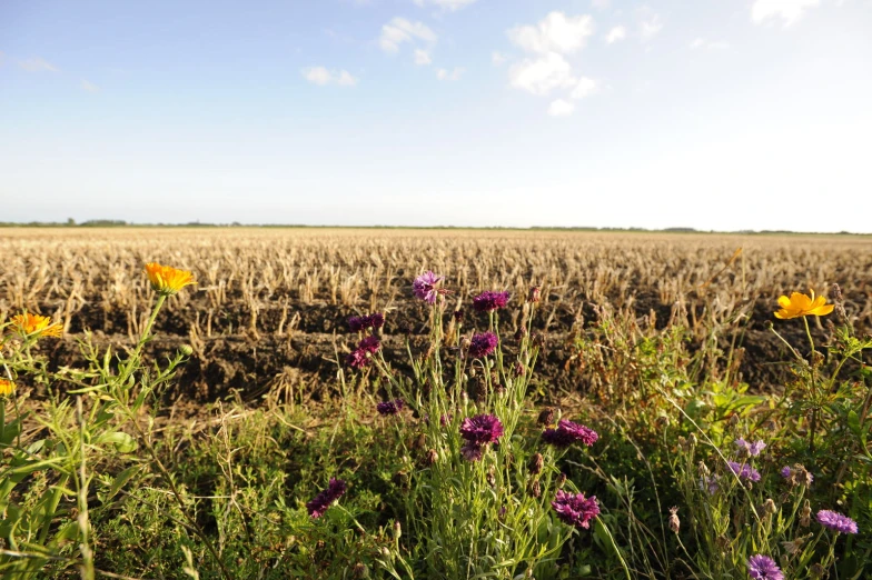 a field of flowers on the side of a dirt road