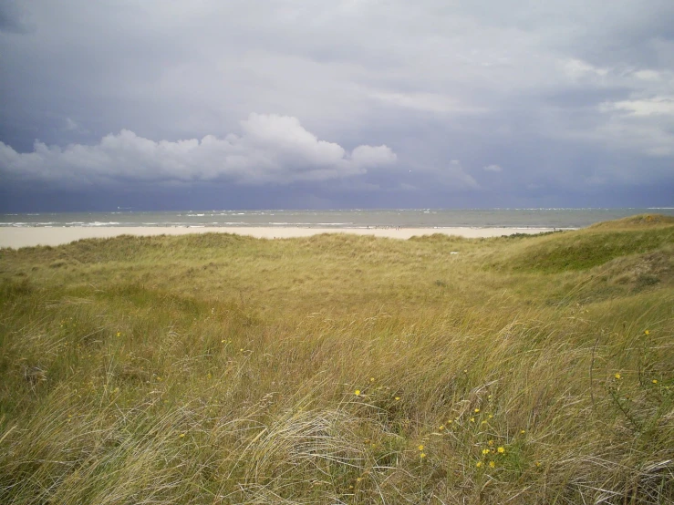 a large field with tall grass and water