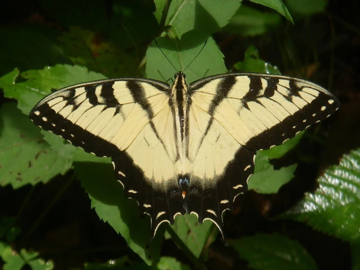 a large yellow erfly perched on a green plant