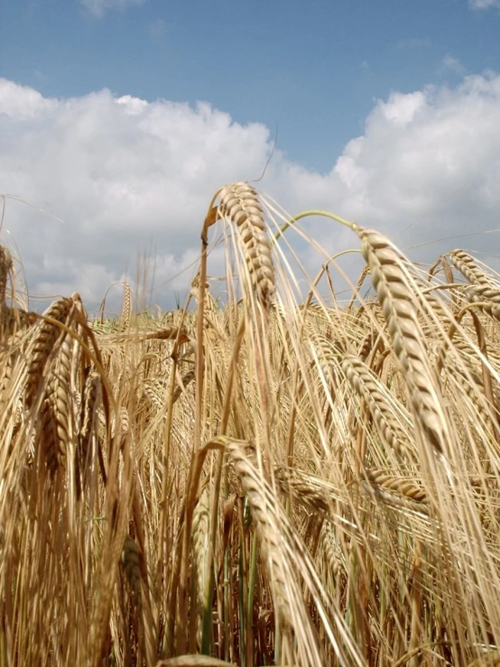 the blue sky and clouds are over a ripe wheat field