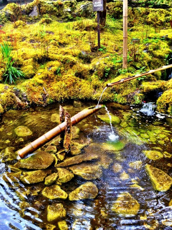 a creek and a log in a forested area