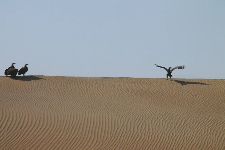 three birds standing on top of a sandy hill