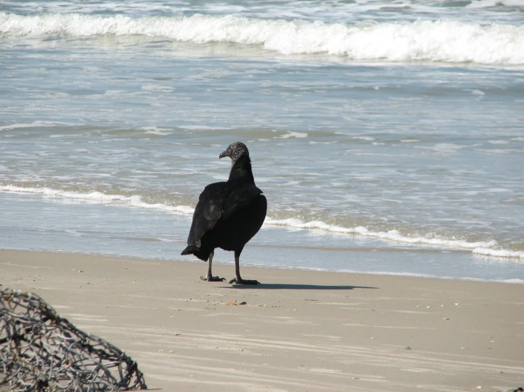 a bird is standing on the beach looking at the water