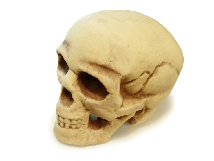 a fake human skull with a missing jaw